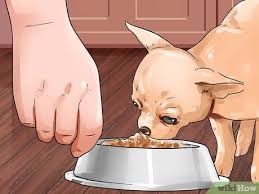 How do you deal with food aggression in dogs? How To Tell If A Dog Is Getting Food Aggression 11 Steps
