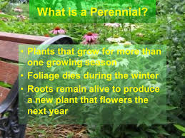 We did not find results for: Growing Annual And Perennial Flowers Ppt Download
