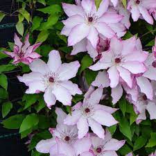 Клематис (clematis) kaiser blushing bridesmaid x 4 удалитьworking. Clematis Omoshiro Perennial Resource