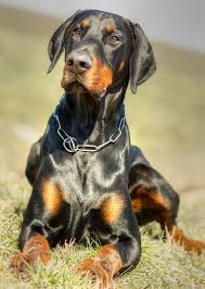 Black And Tan Doberman Puppies Doberman Doberman Dogs Doberman Pinscher Doberman