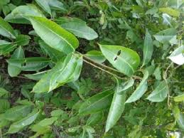 Image result for Cryptolepis hypoglauca