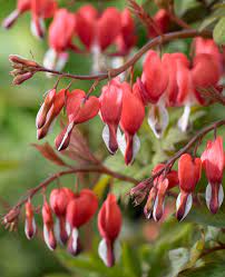 Perennial Solutions Dicentra Spectabilis Valentine Greenhouse Product News