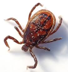 Lyme Disease Herx Herxing Lyme Disease Holistic Hyperbarics