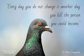 Pigeons quotations to activate your inner potential: Inspiring Self Motivation Quote Collection