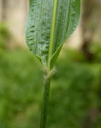 Image result for Axonopus