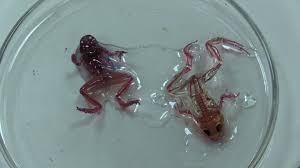 Résultat de recherche d'images pour "мутанты"