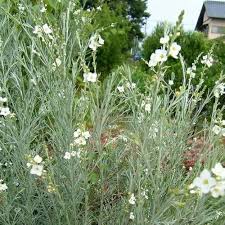 Image result for Gomphostigma