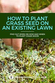 We did not find results for: How To Plant Grass Seeds On An Existing Lawn Reseeding Lawn Plant Grass Seed Best Grass Seed Lawn
