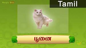 Cat Animals In Tamil Pre School Animated Educational Videos For Kids Youtube