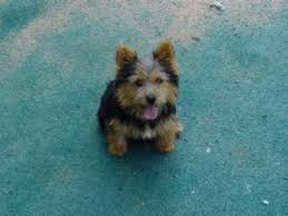 The norwich terrier is a breed of dog originating in the united kingdom, and was bred to hunt small rodents. Norwich Terrier Puppies In Oklahoma