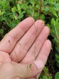 Image result for Schwenckia