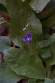 Image result for Landolphia violacea