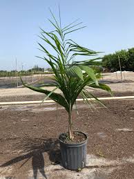 Image result for Syagrus romanzoffiana