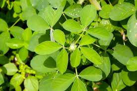 Image result for Crotalaria chirindae