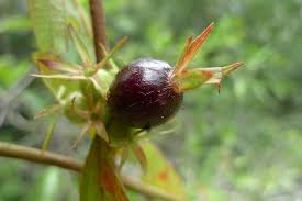 Image result for Sabicea