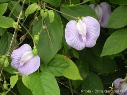 Image result for Centrostigma clavatum