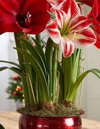 Anycodes.com offers you free gardener's supply gardeners.com coupons & latest gardeners deals. Exclusive Gardener S Supply Company Adjustable Amaryllis Stakes Set Of 3 Garden Outdoor Discount Low Price Laquimica Ec