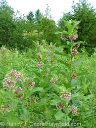 Image result for Stachys nemorivaga