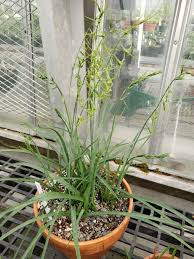 Image result for Dipcadi viride