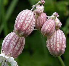 Image result for Silene kiwuensis