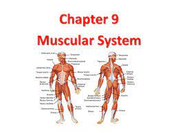 Chapter 9 Muscular System Ppt Video Online Download