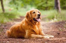 The Best Dog Breeds For First Time Owners Petbarn