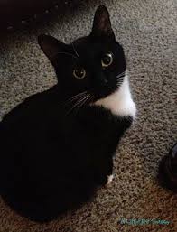 Black And White Cat Breeds With Yellow Eyes Cutest Tuxedo Cat Ever Cute Cats Cats And Kittens Cute Cats And Kittens