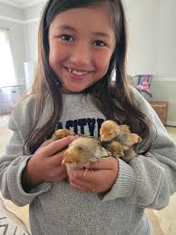 Too cute not to share!! Our 4 new booted bantams 🤍