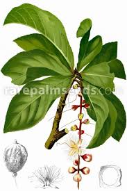 Image result for Barringtonia