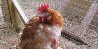 Abdominal fluids might build up in a chicken's abdomen for many reasons, including cancer, egg yolk peritonitis, tumors, liver disease, marek's disease, and heart problems. Egg Yolk Peritonitis