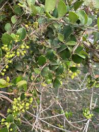 Image result for Gymnosporia buchananii