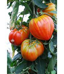 Voici les étapes essentielles de la production de tomates fleurette f1. Ochsenherztomate Fleurette Dehner