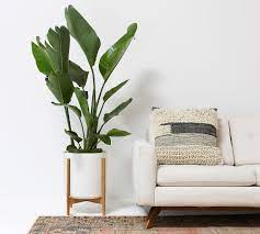 6 x 6 x 5.8 inches; Modern White Ceramic Indoor Planters With Wooden Stand Pottery Barn