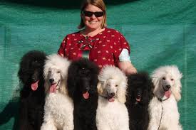 I am having a difficult time finding a breeder and have even looked at some out of state breeders but mostly have silver, black, brown but not red. Poodle Puppies For Sale In California Tiara Standard Poodle Poodle Puppy Standard Poodle Standard Poodles For Sale