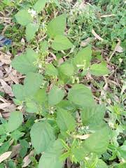 Image result for Tetracera boiviniana