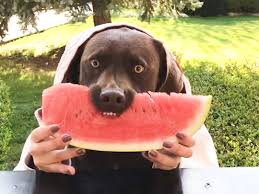 Chewy.com has been visited by 100k+ users in the past month Dogs Eating Watermelon Becomes New Internet Trend