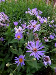 Image result for Aster harveyanus