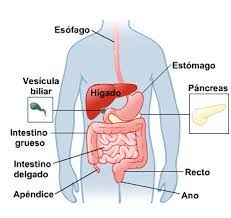 Sistema Digestivo Medlineplus En Espanol Digestive System Anatomy Digestive System Biology