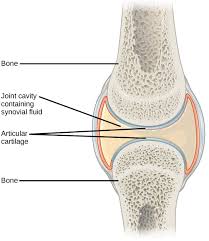 Bones of the skull (sutures) c. Joints And Skeletal Movement Biology For Majors Ii