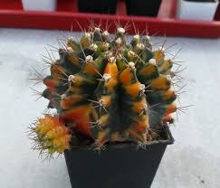 There are hundreds of different kinds of desert cacti, all of which are succulents. Real 20pcs Succulent Plant Seeds Cactus Ferocactus Emoryi Care Free Easy Grow Cacti Succulent Seeds Home Garden Pumpenscout De