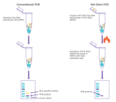 Genscript tell you how to do pcr and provide pcr protocol, pcr reaction steps. Hot Start Pcr Sigma Aldrich