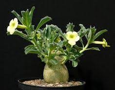 Image result for Pterodiscus aurantiacus