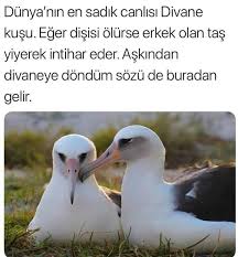 Gamze Cini Adli Kullanicinin Sozler Panosundaki Pin Biliyor Muydunuz Bilgi Eglenceli Gercekler