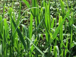 Image result for Phragmites australis