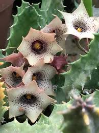 Image result for Huernia occulta