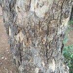 Image result for Xanthocercis zambesiaca