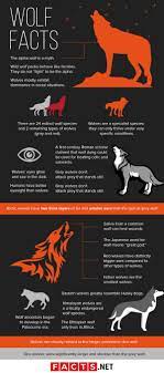 70 Interesting Wolf Facts That The Media Never Told You