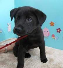 Eight yellow and black lab puppies ready to go, six males, two females, akc papers, dew claws removed, dewormed and shots, price right now is three hu… yellow lab puppies for sale, they are absolutely adorable. Oregon Humane Society Black Labrador Puppy Lab Mix Puppies Cute Dogs