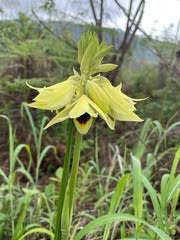 Image result for Swertia welwitschii