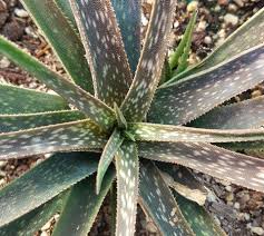 Image result for Aloe plowesii